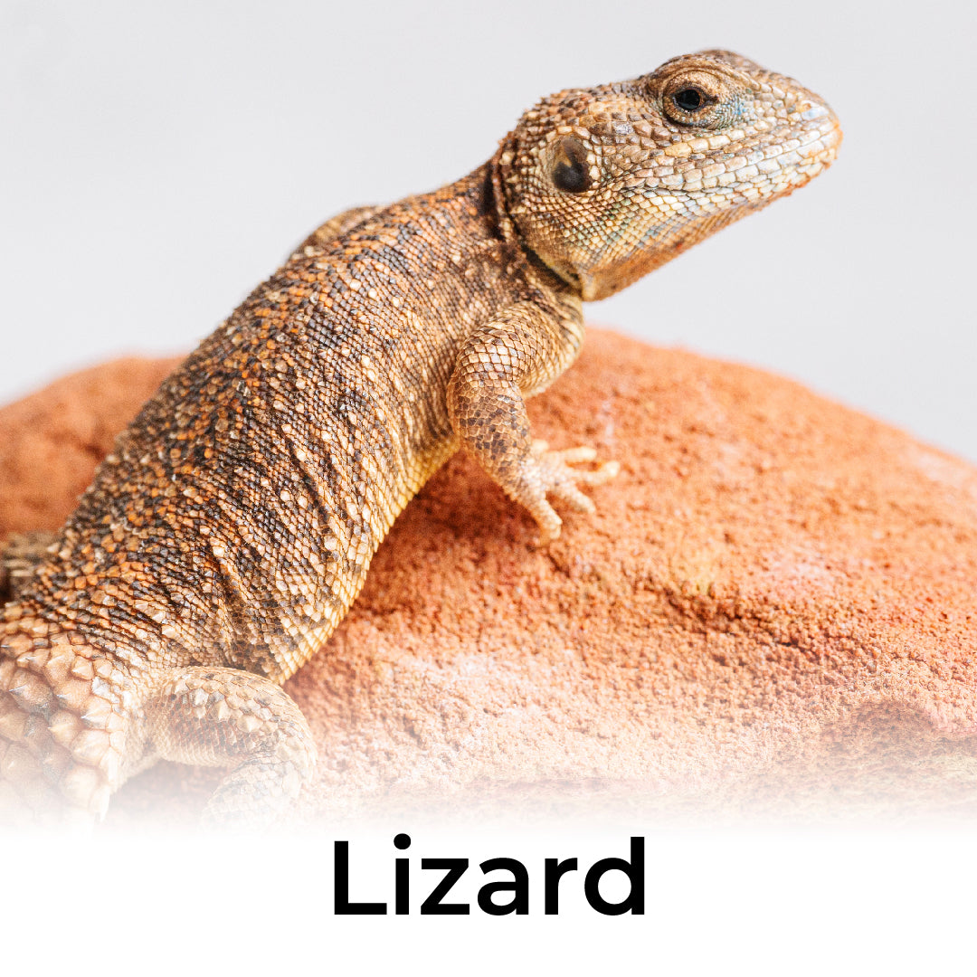 トカゲ – REPTILES TOKYO