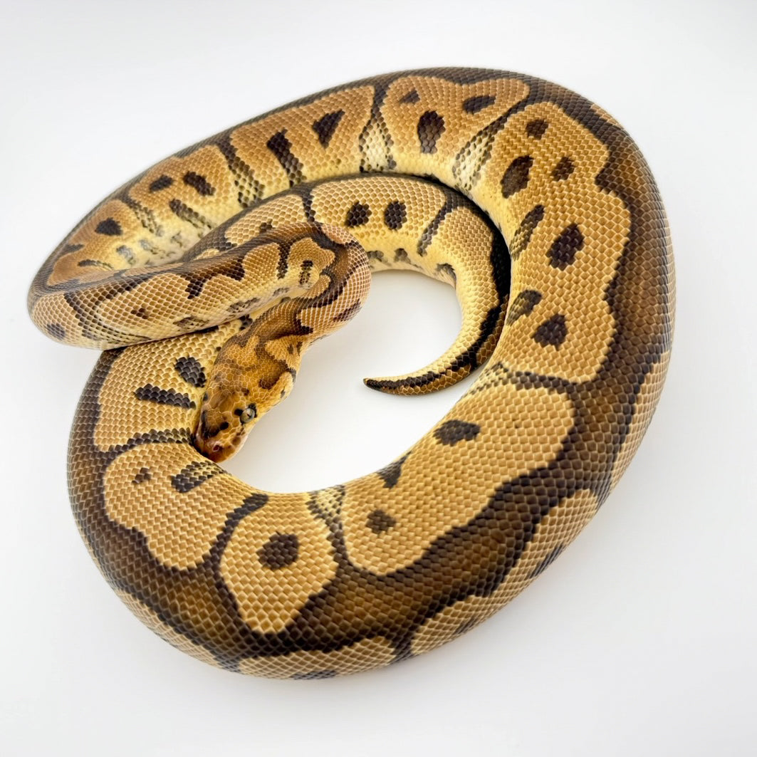 クラウンhet VPIアザン