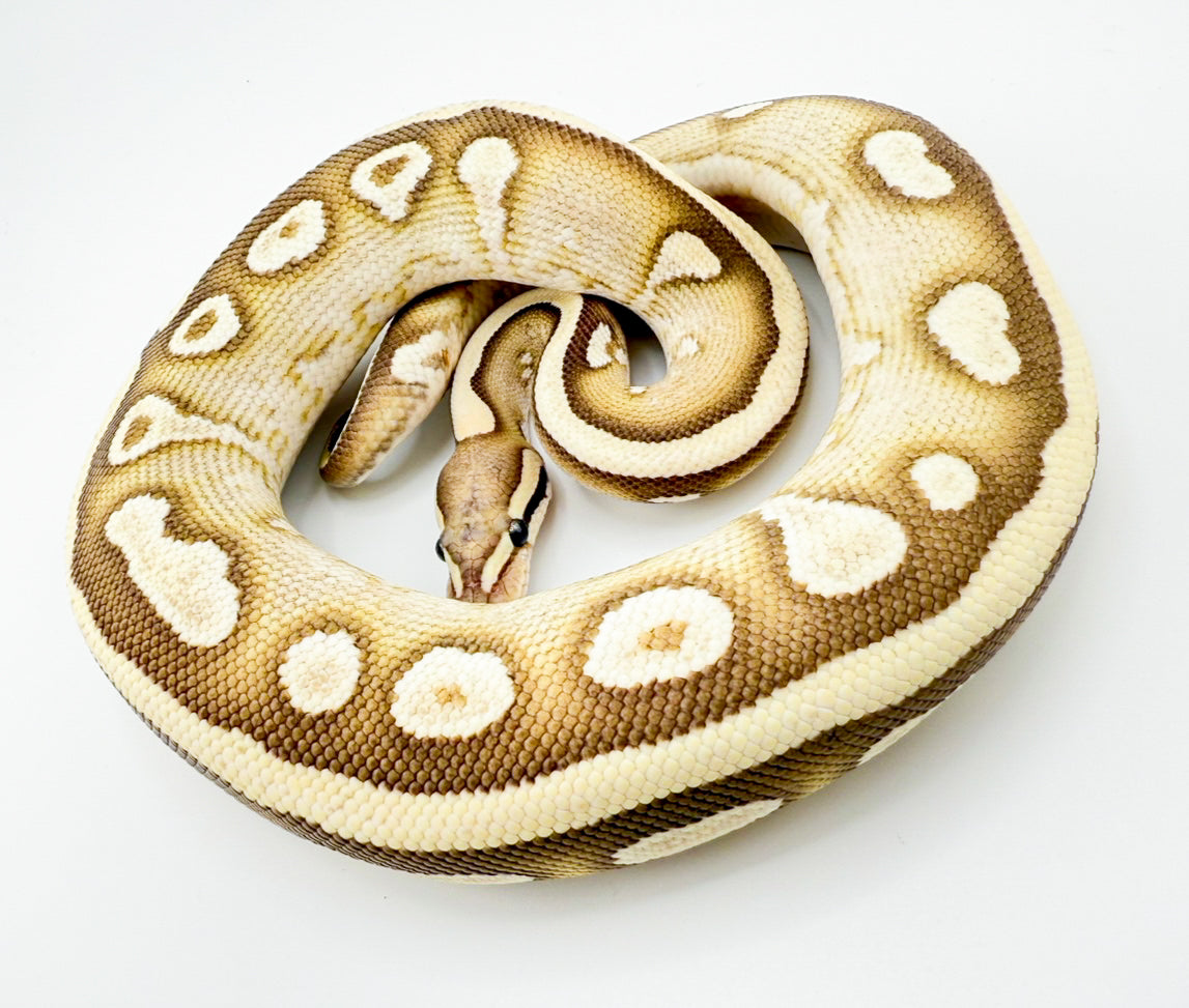 Mojave OD YB DG het GS