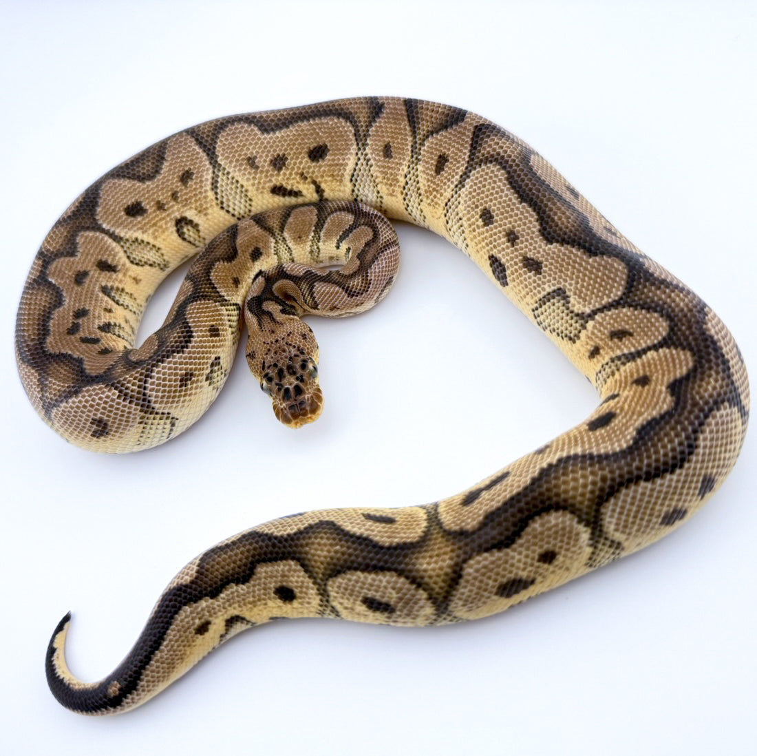 Pastel Clown poss YB het Pied