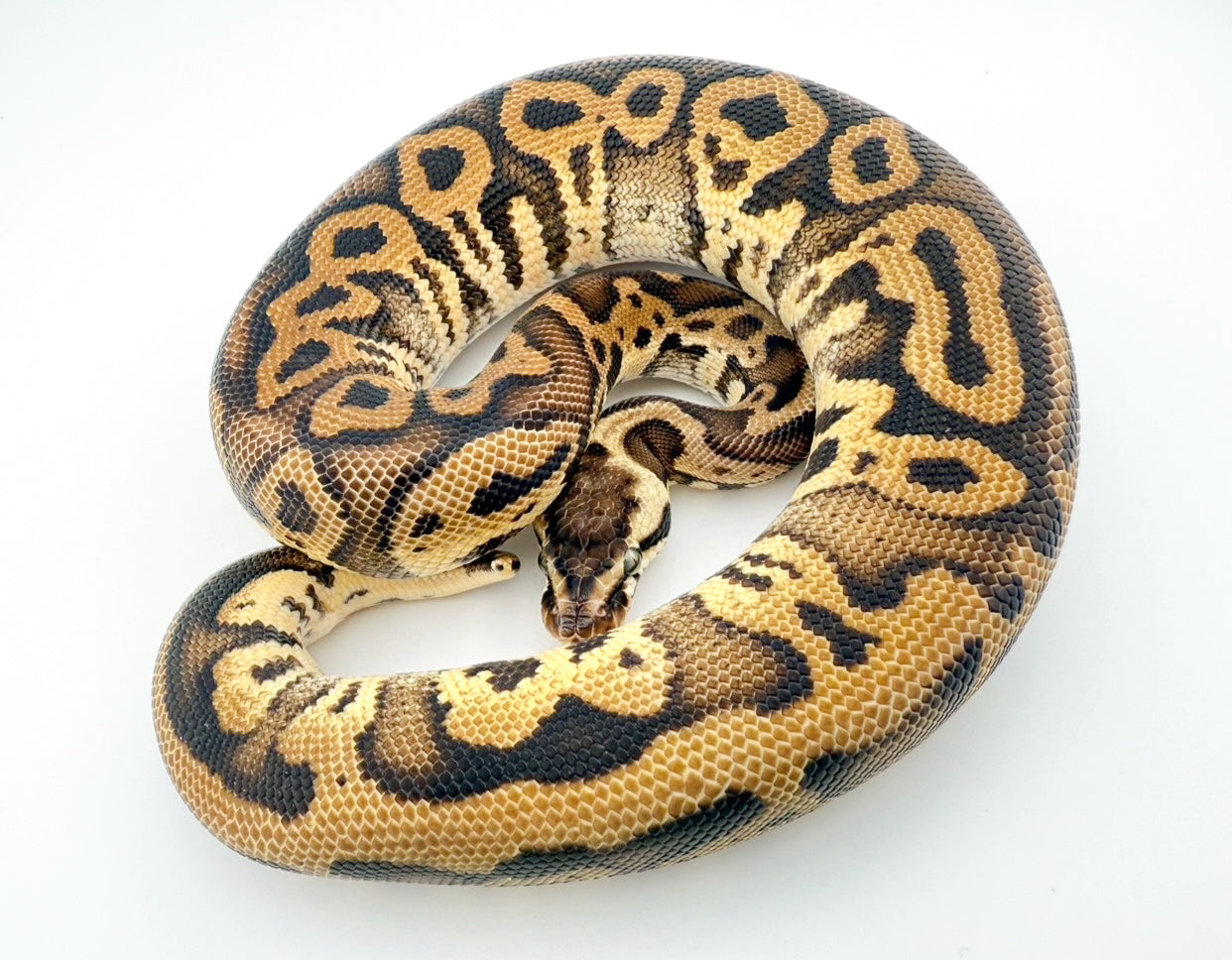 レオパードパステルスペクター