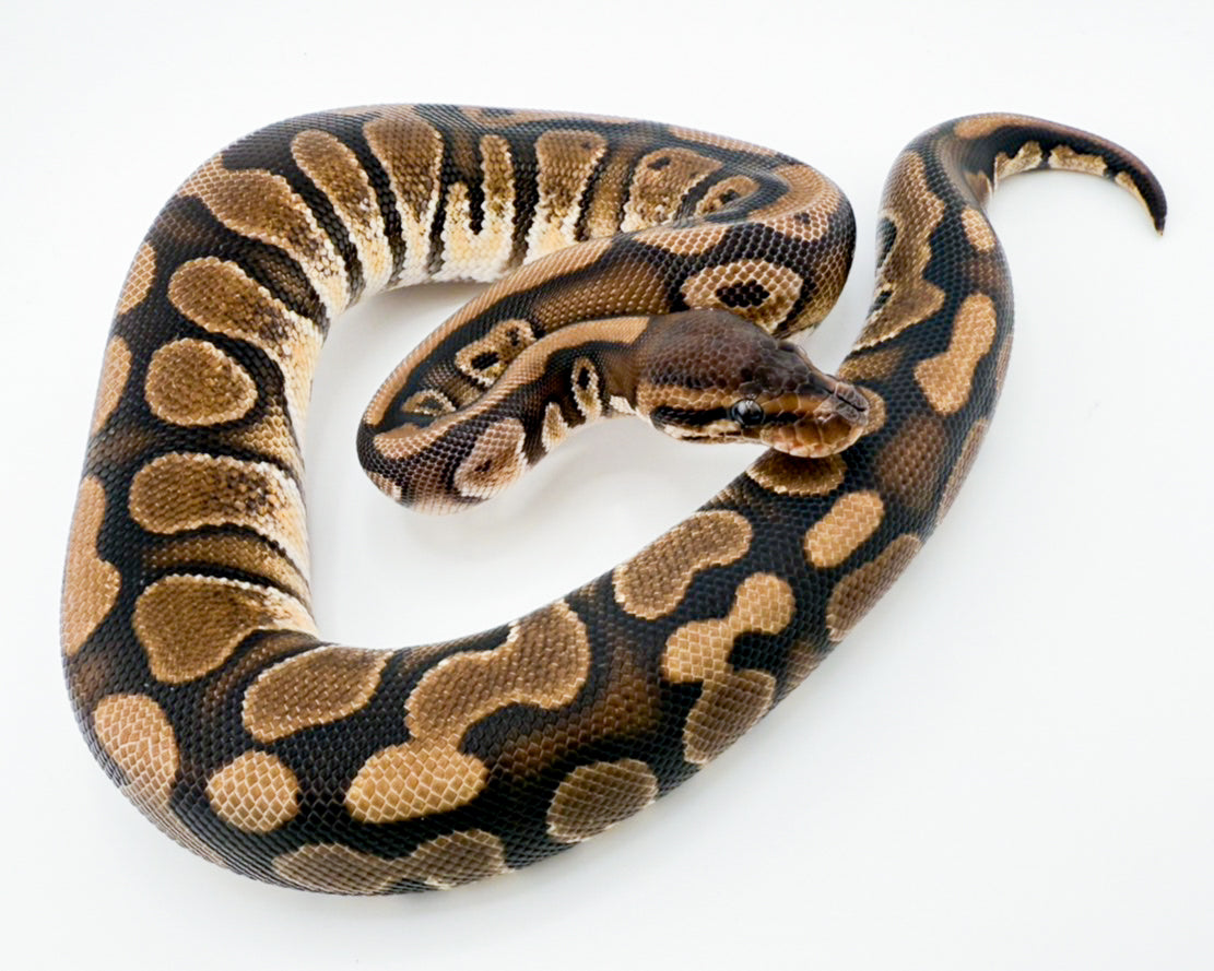 ブラックヘッドHGW