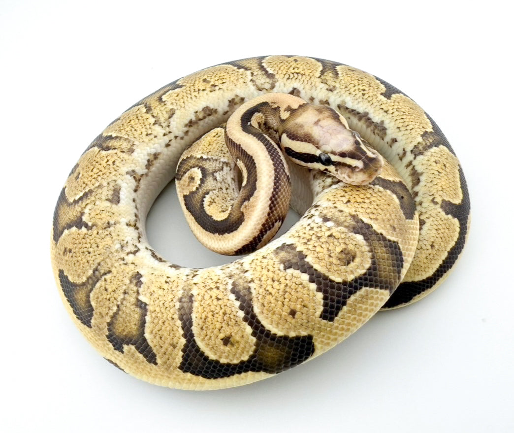 スーパーバニラ