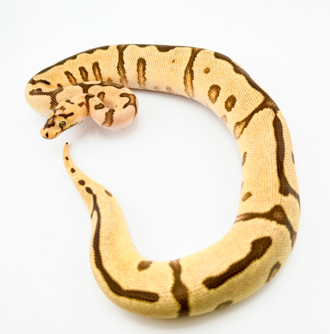 ファイアYBスポットノーズクラウン(HRA/エンチ)