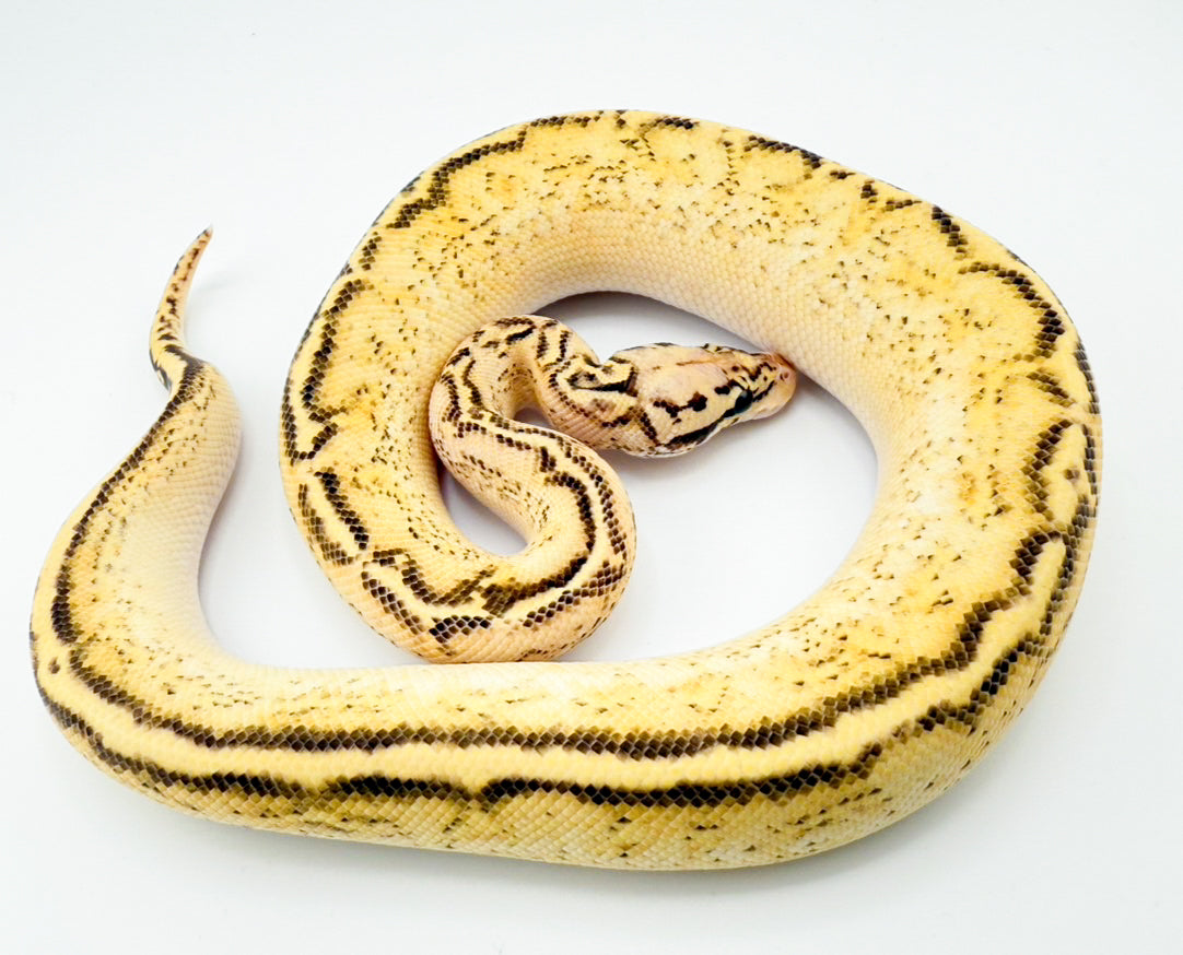 パステルスポットノーズフリーウェイ