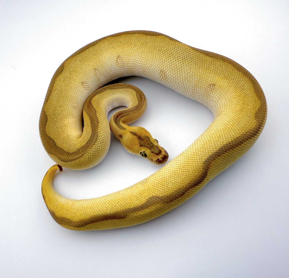 レッサーレオパードエンチクラウン(ファイア)