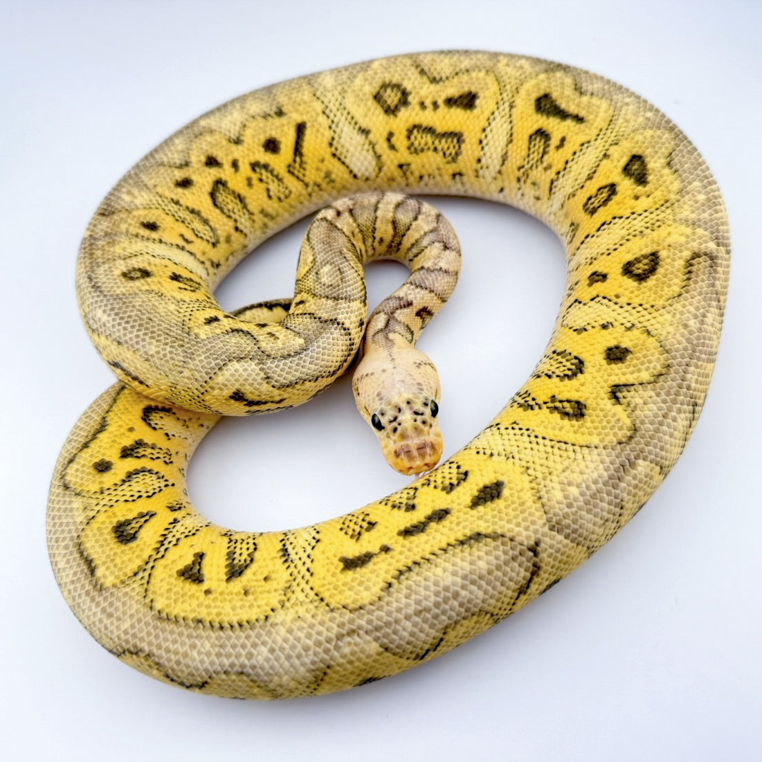 スーパーパステルHRAスポットノーズクラウン