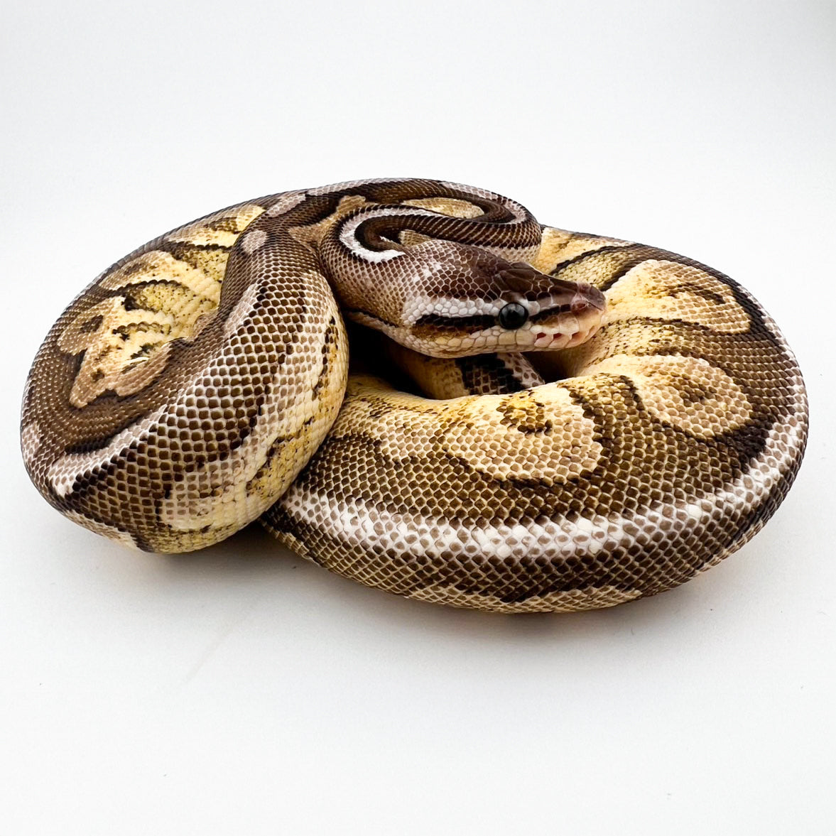 バニラ/ファイアピューター