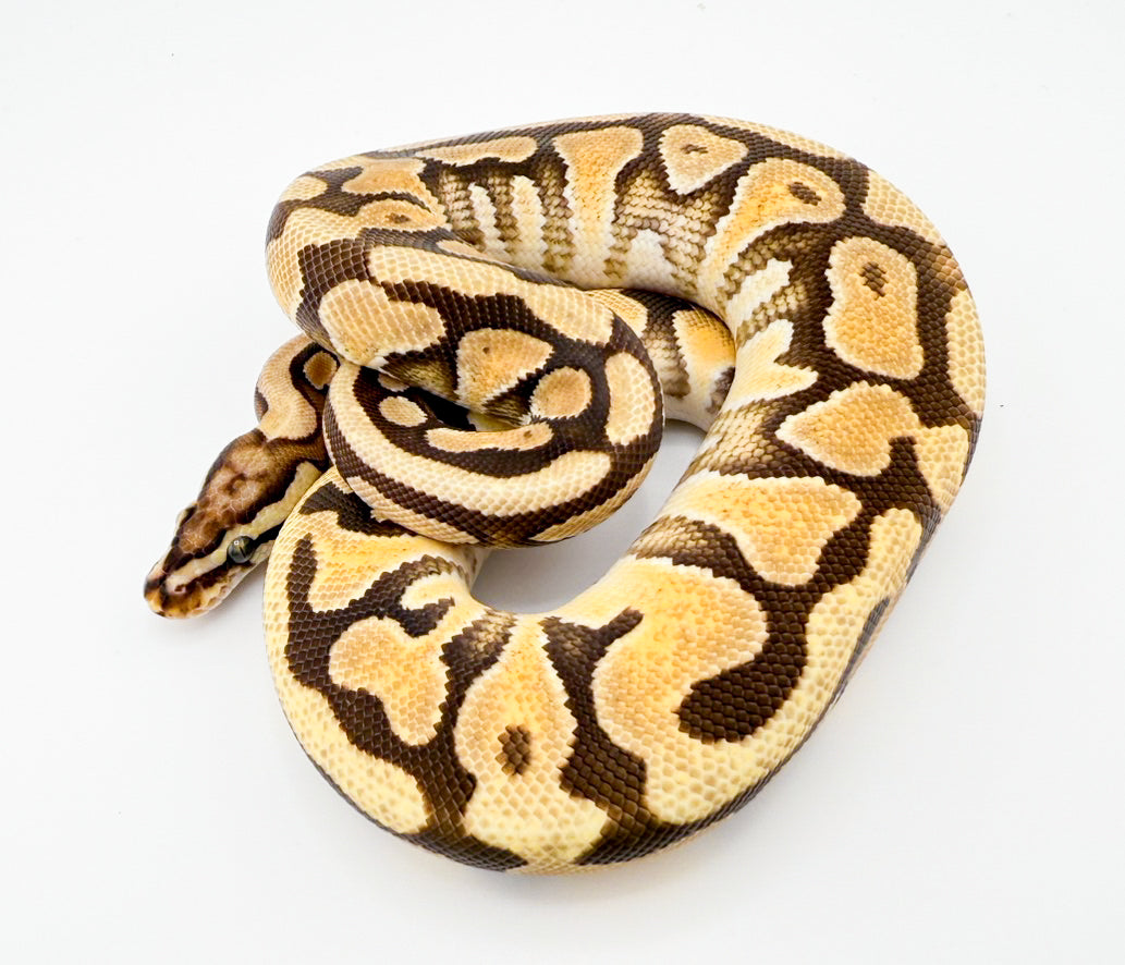 エンチファントムスポットノーズdhグレイル