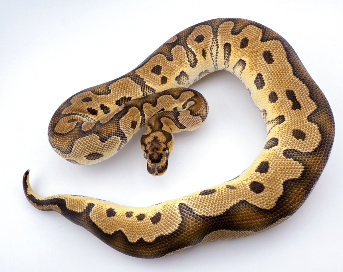 クラウンhetパイ