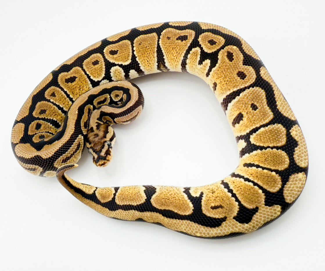 スポットノーズdhグレイル