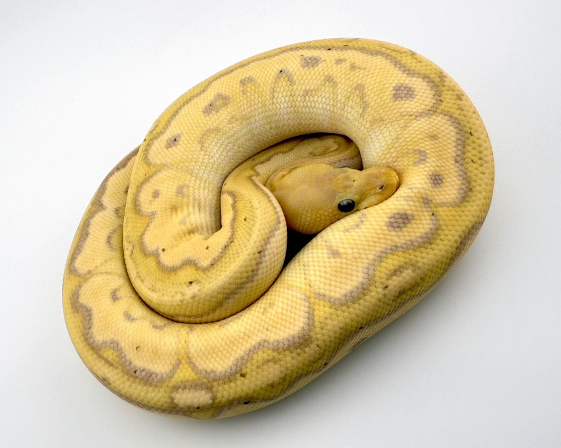 バナナHRAファントムクラウン