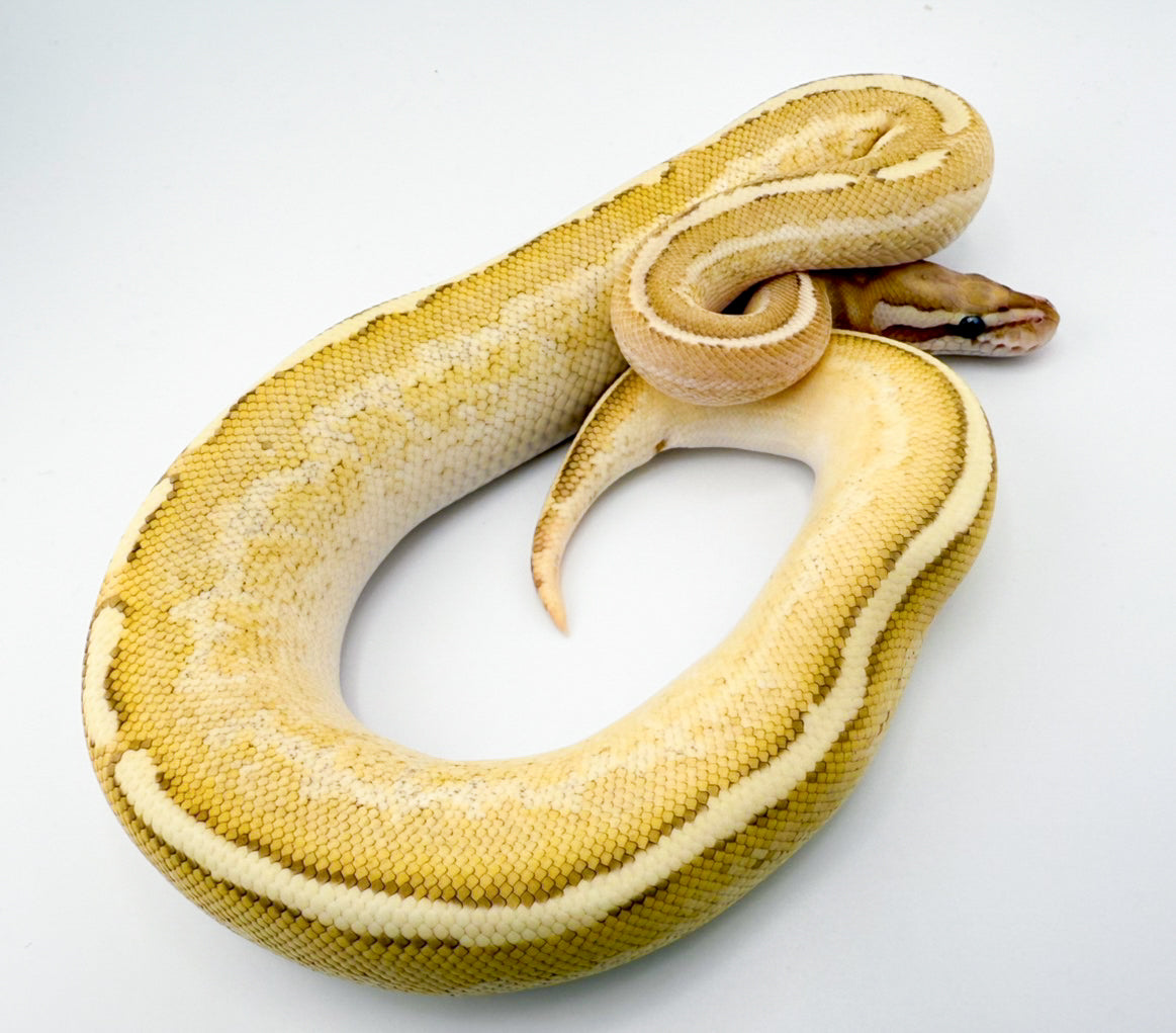 エンチレッサーHGWフリーウェイ