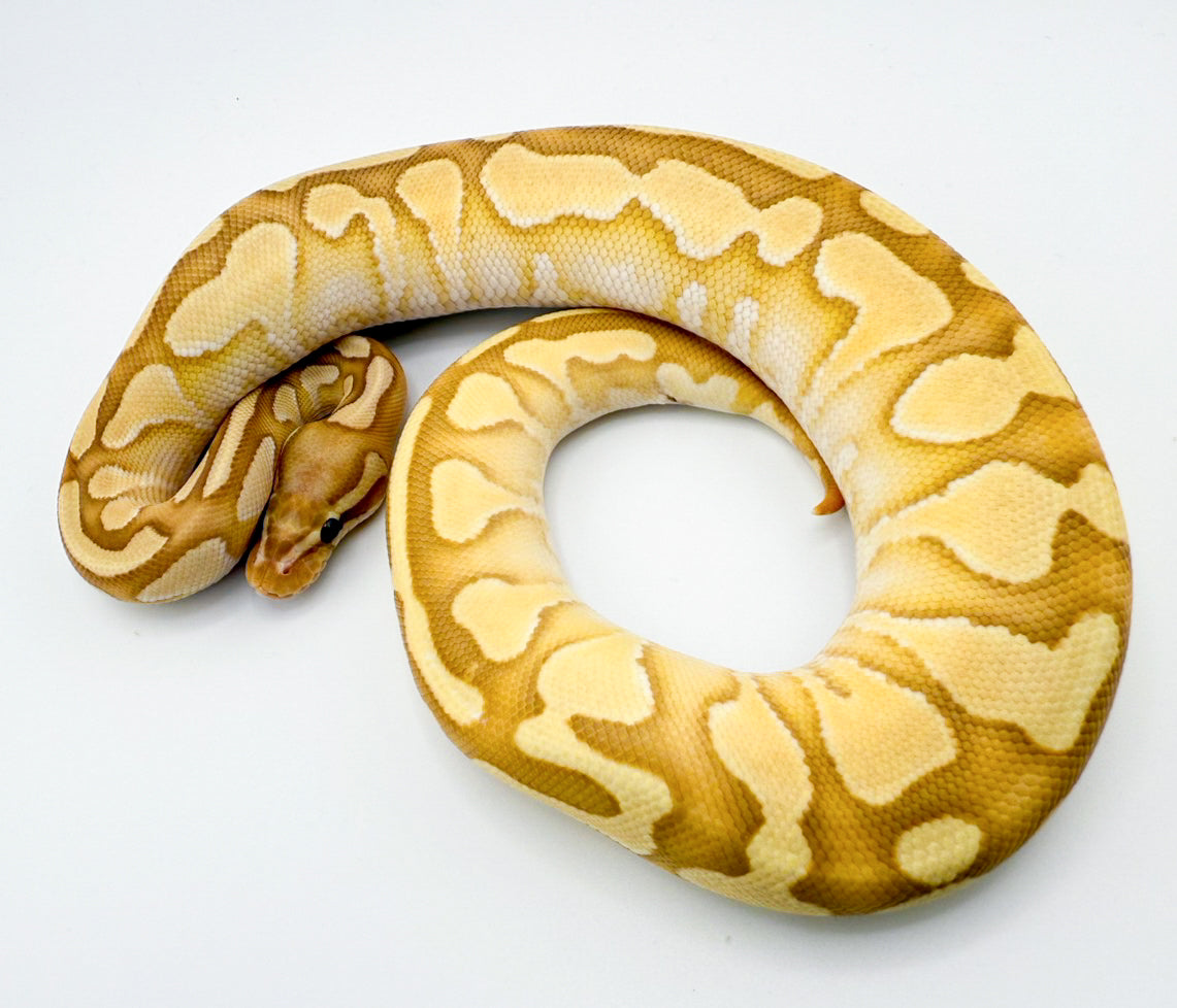 バナナエンチレッサーYBhetDG50%hetパイ(ファイア)