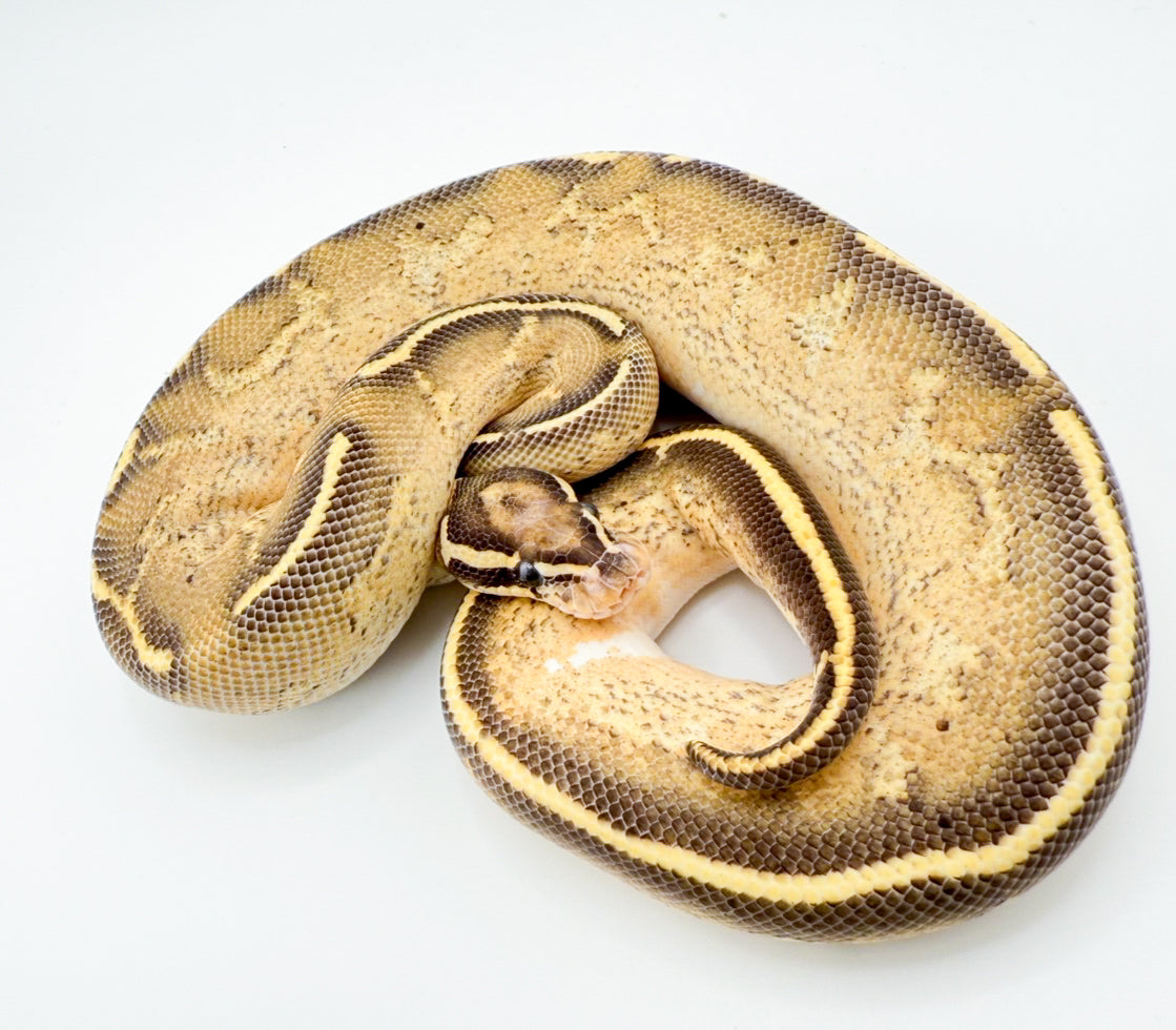 フリーウェイhetハイポ50%hetパイ