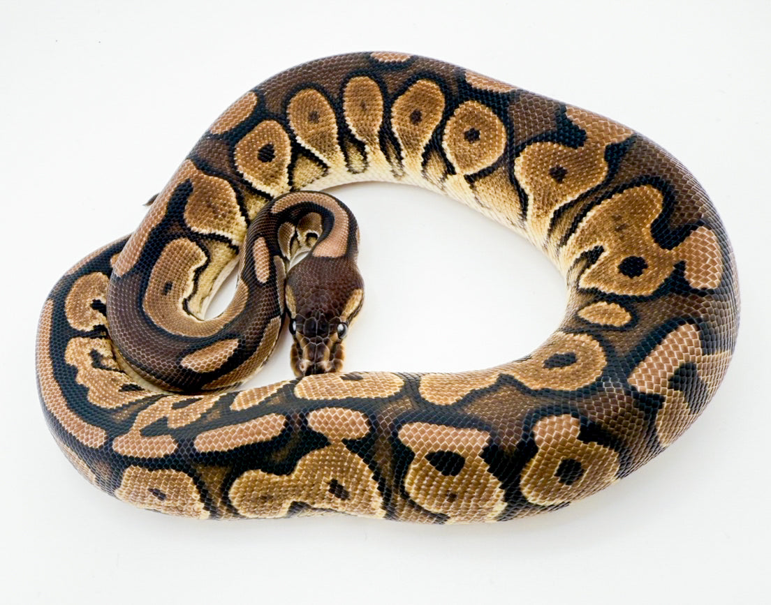 シナモンレッドストライプ