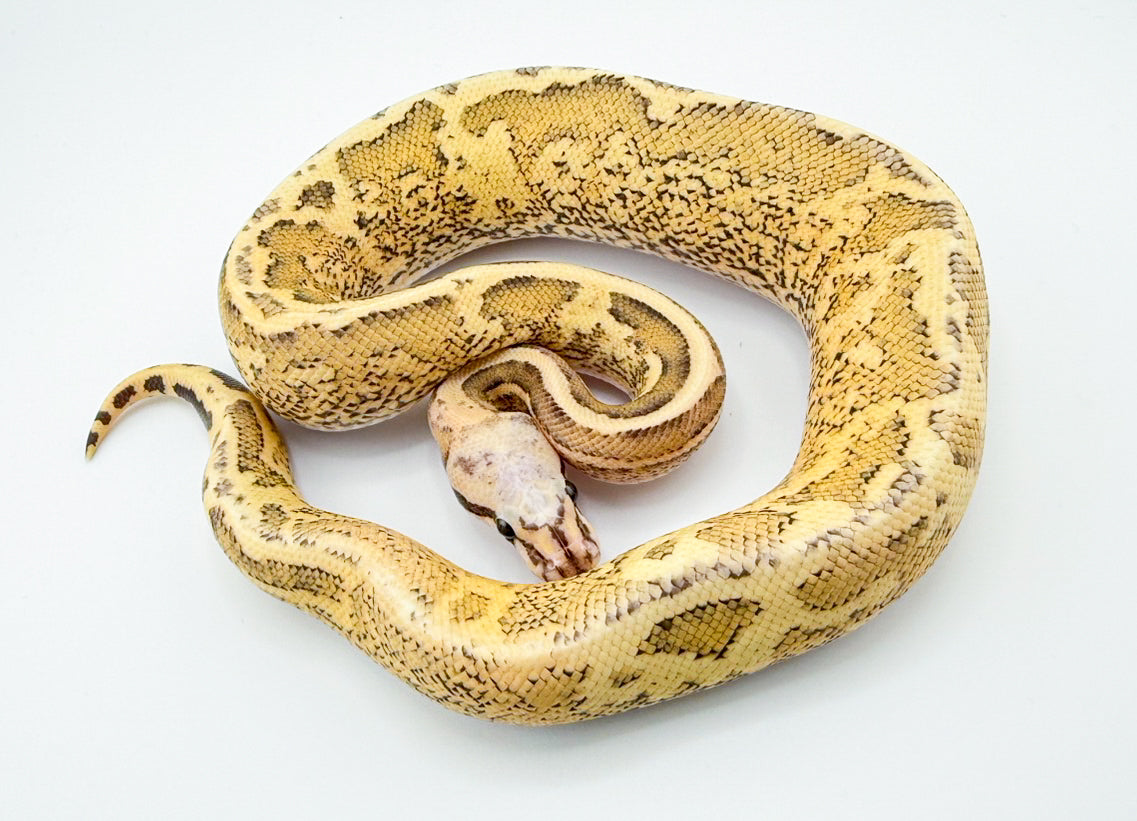 コンフュージョンクリームYB