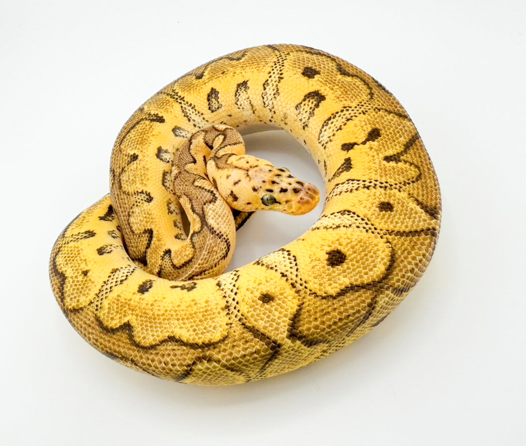 パステルクラウンhetラベンダー