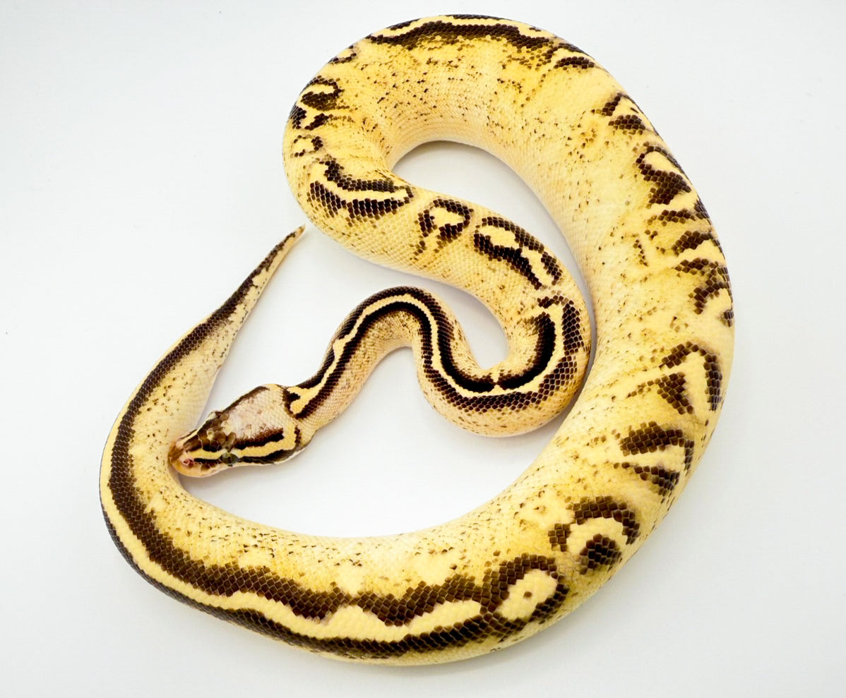 パステルフリーウェイ