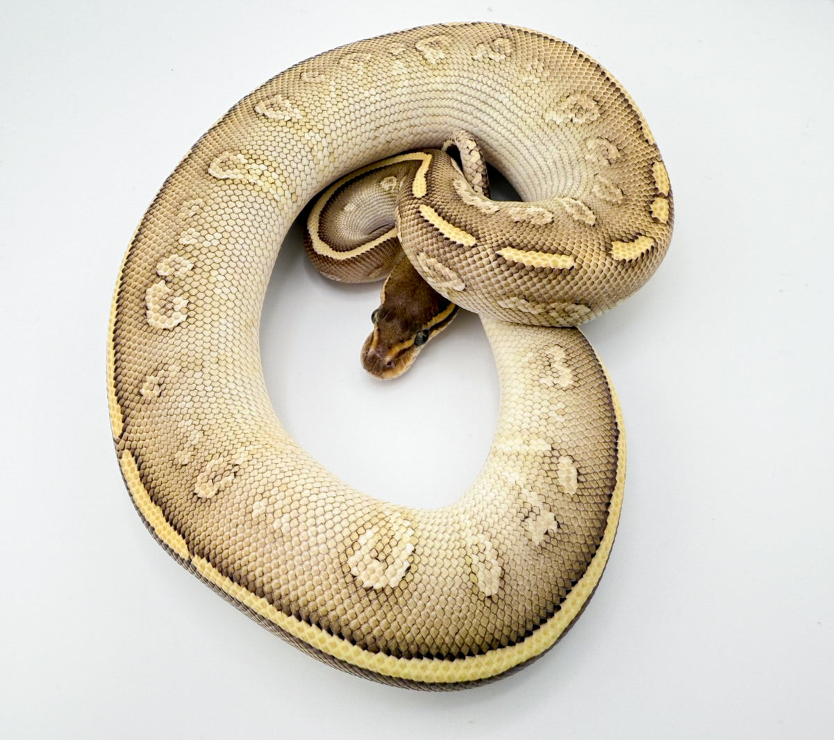 ファントムクリスタルストレンジャーhetクラウン