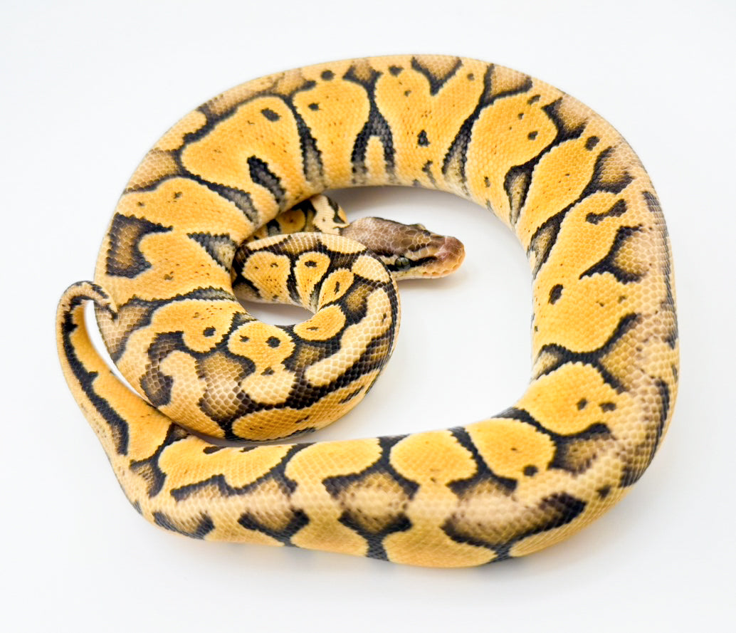 スーパーパステルhetパズルpossYB