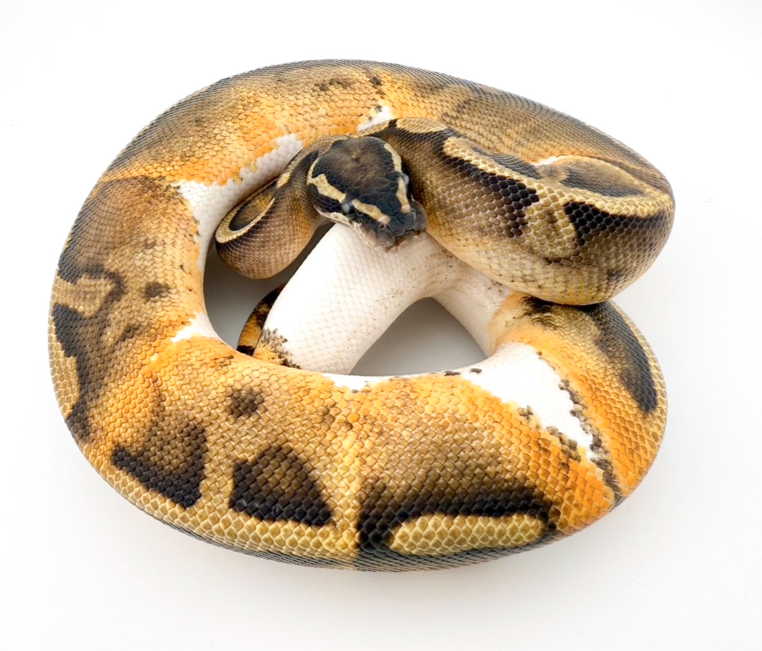 GHIパイhetラベンダー