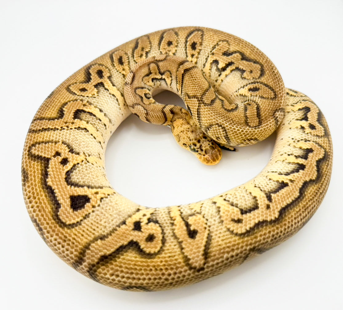 パステルストレンジャークラウン