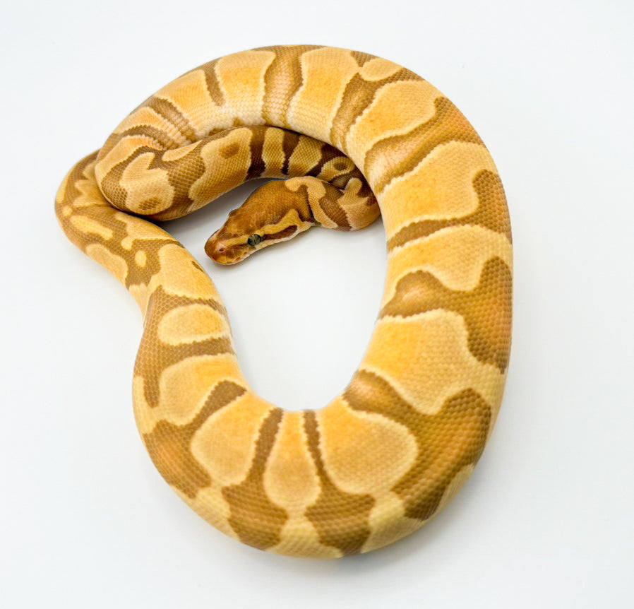 エンチウルトラメル66hetパイ