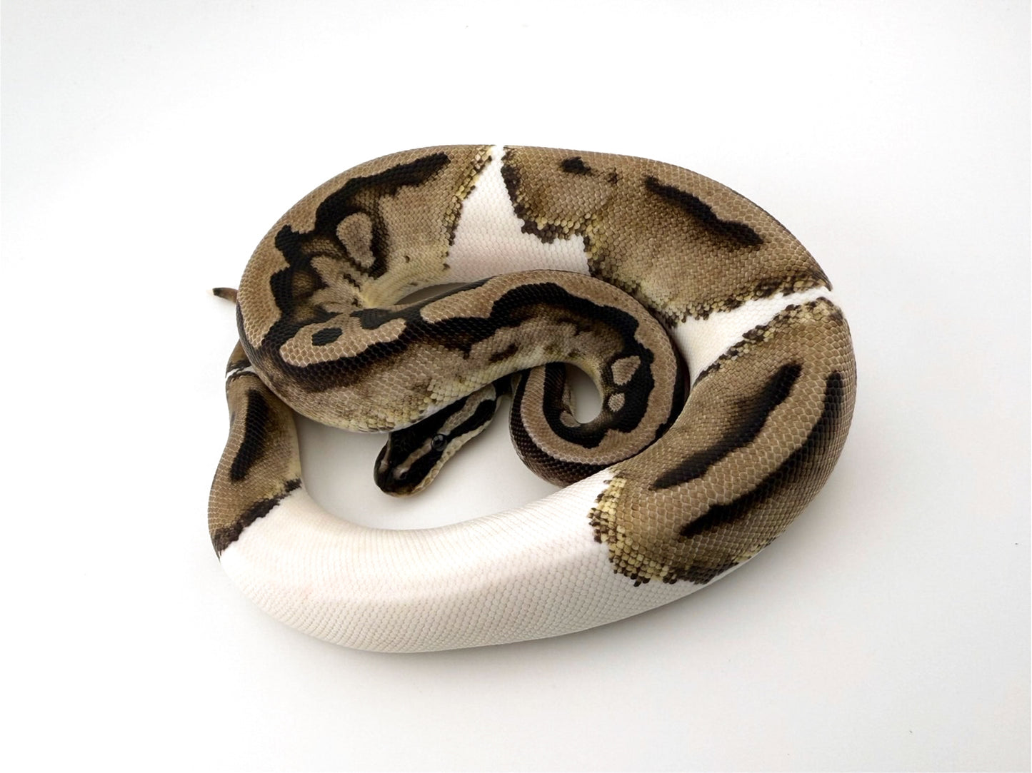 VPIアザンレオパードパイ