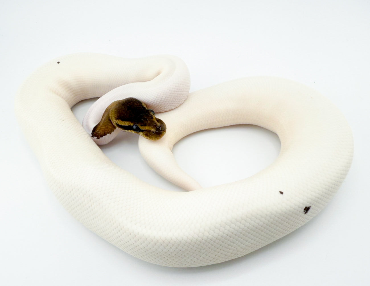 ブラックパステルパイ