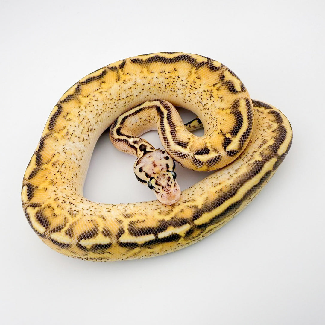 パステルスポットノーズフリーウェイ