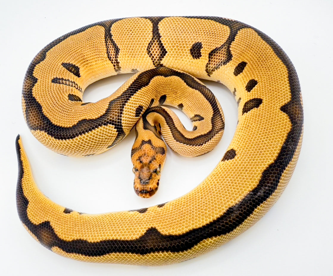 HRAクラウン