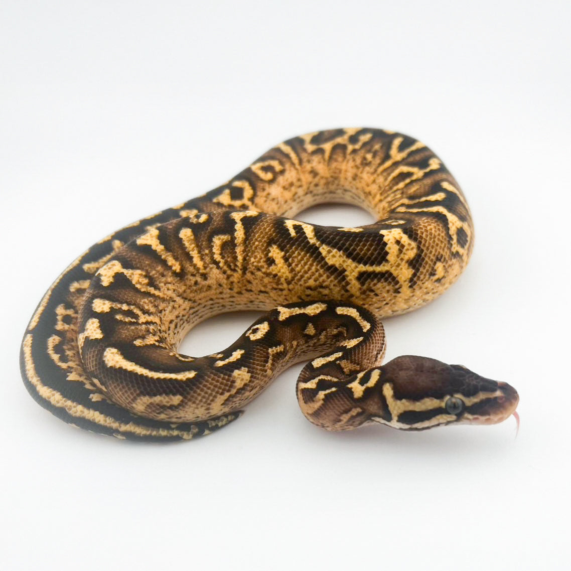 パステルスーパーアスファルト