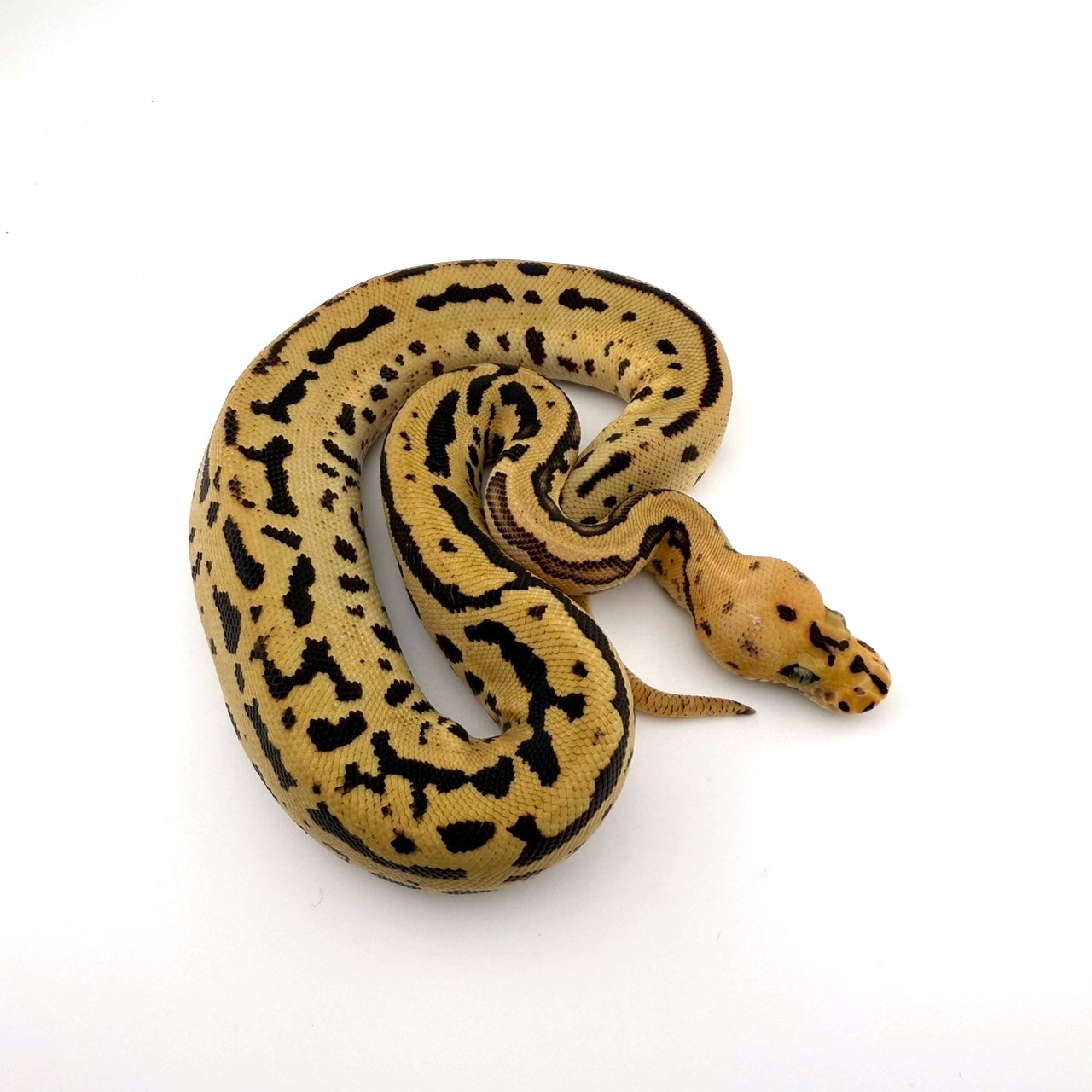 スポットノーズレオパードHRAファイアクラウン