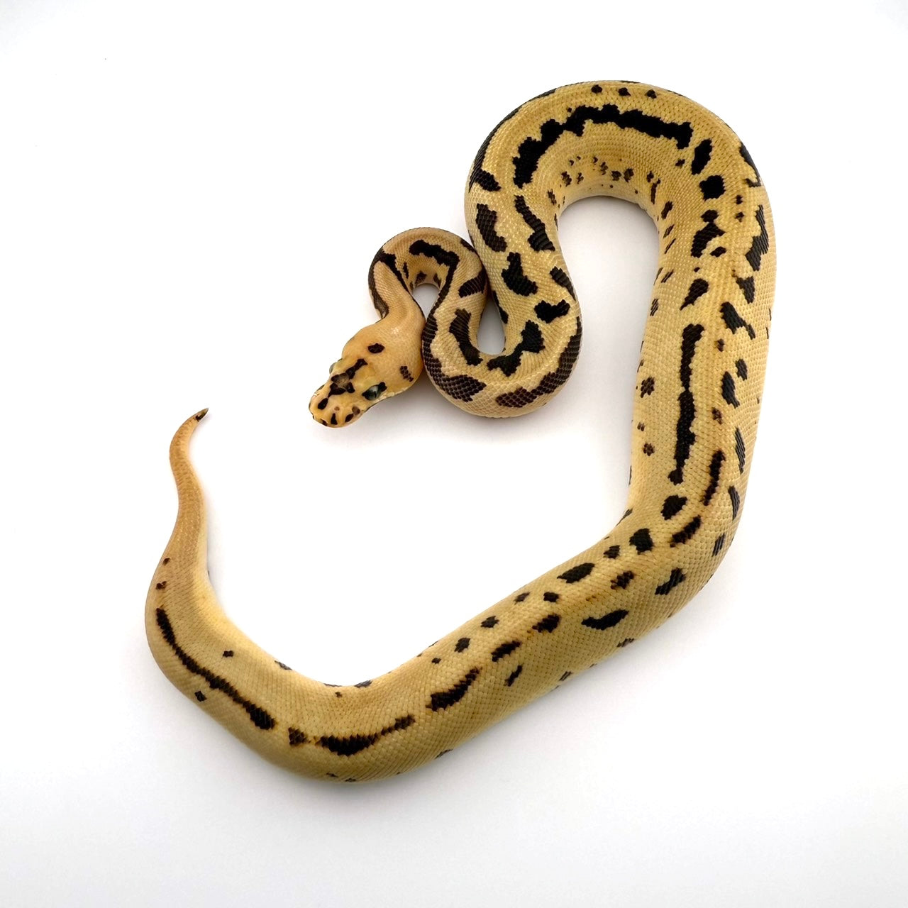 スポットノーズレオパードファイアクラウン