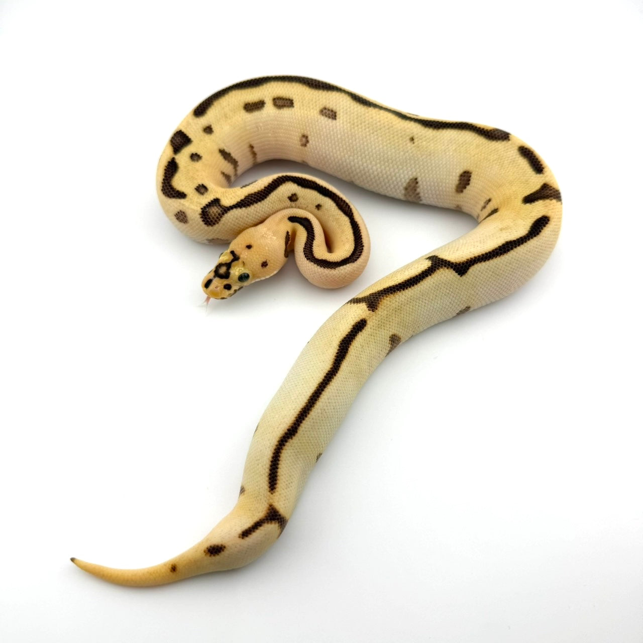 スポットノーズHRAエンチファイアクラウン