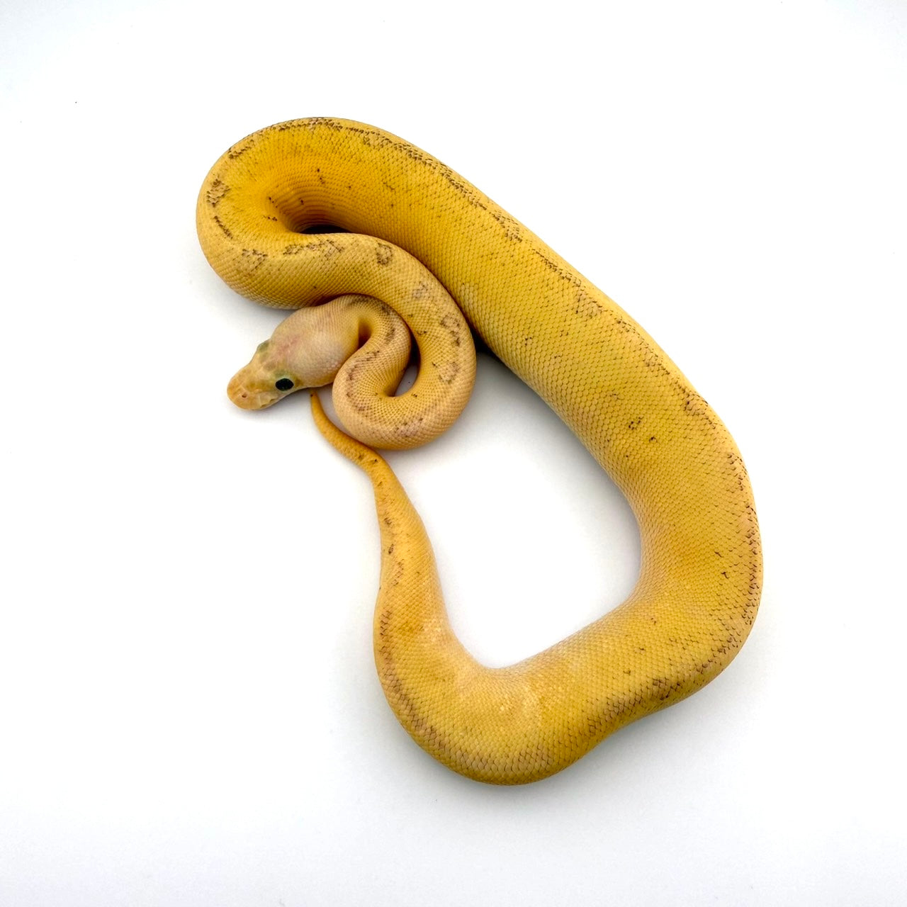 パステルピンストライプファイアレオパードHRAクラウン