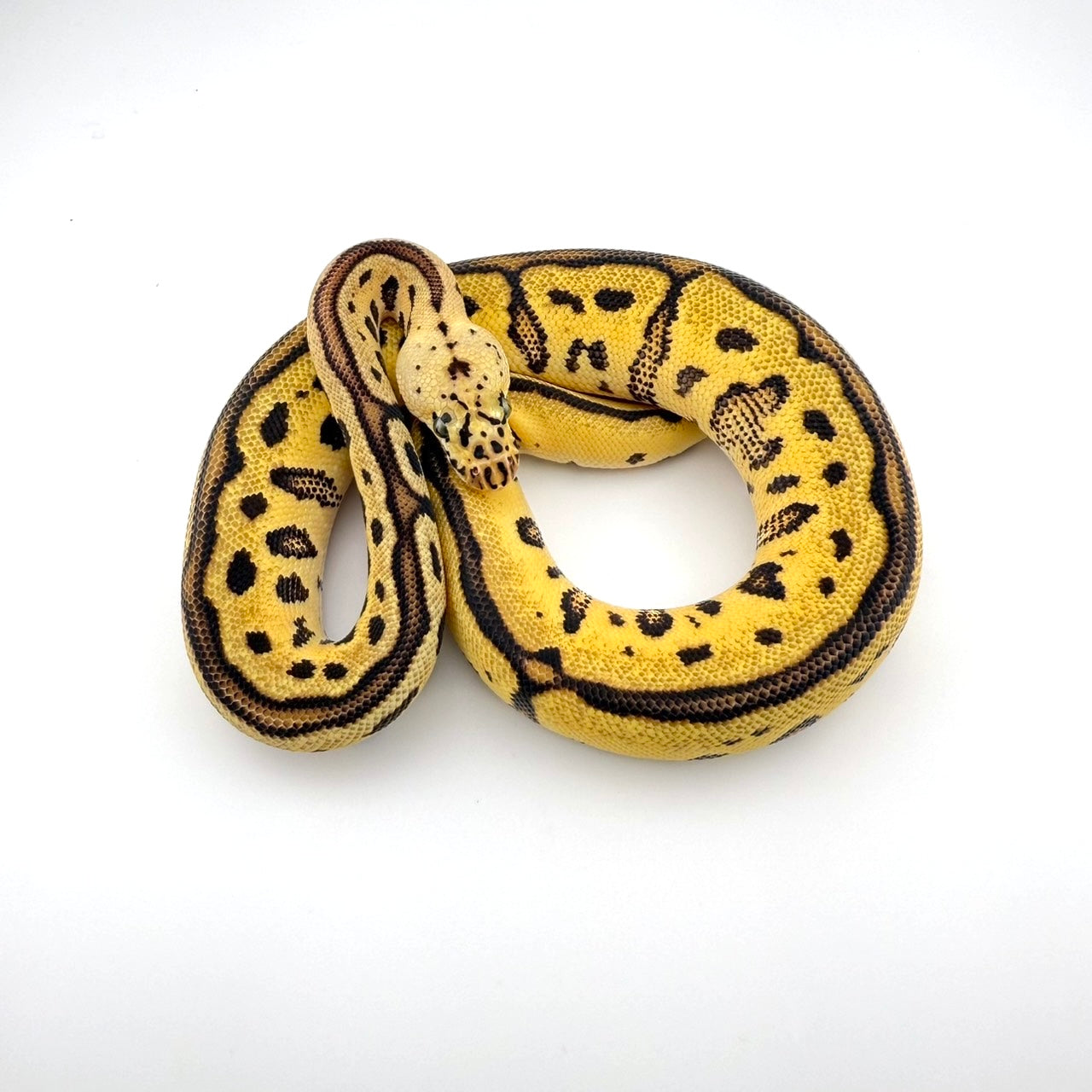 パステルスポットノーズレオパードクラウン