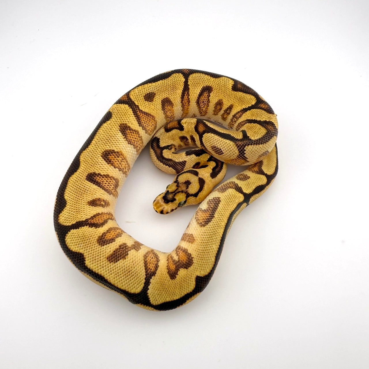 エンチスポットノーズHRAクラウン