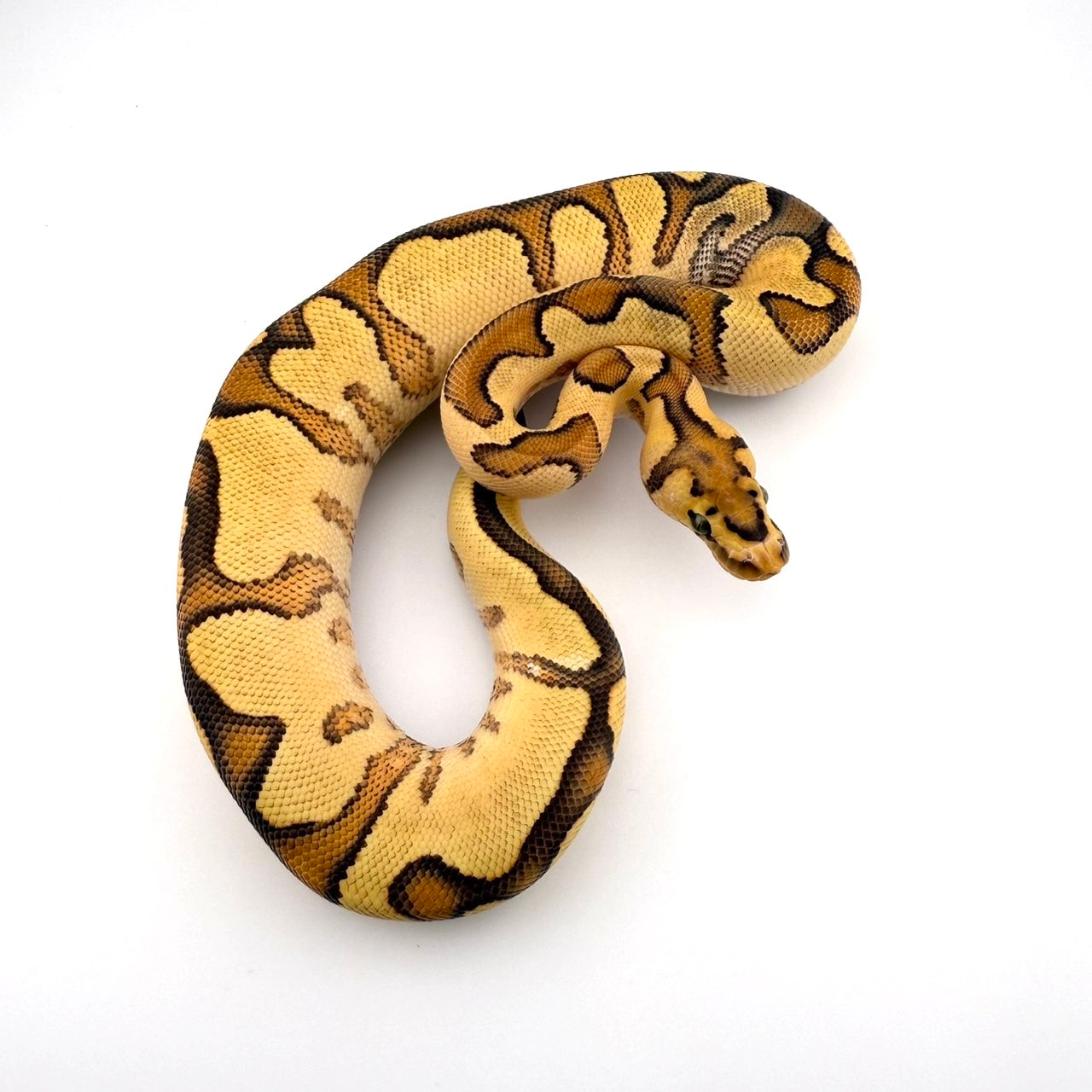 エンチファイアクラウン