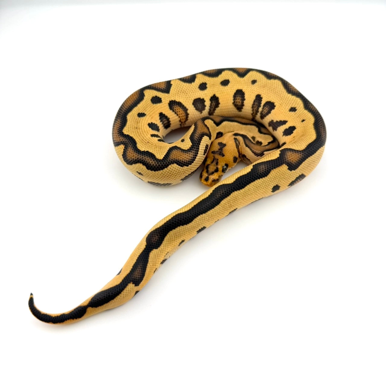 エンチレオパードHRAクラウン