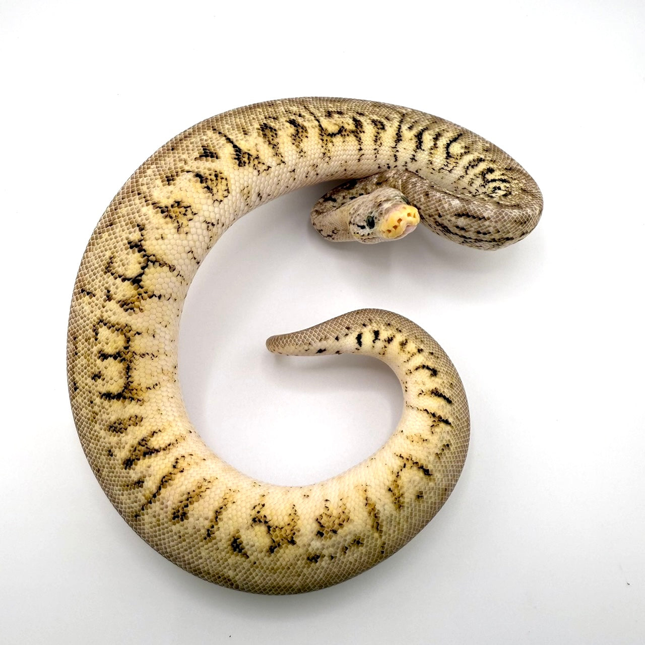 パステルスペシャルパワーボールhetクラウン