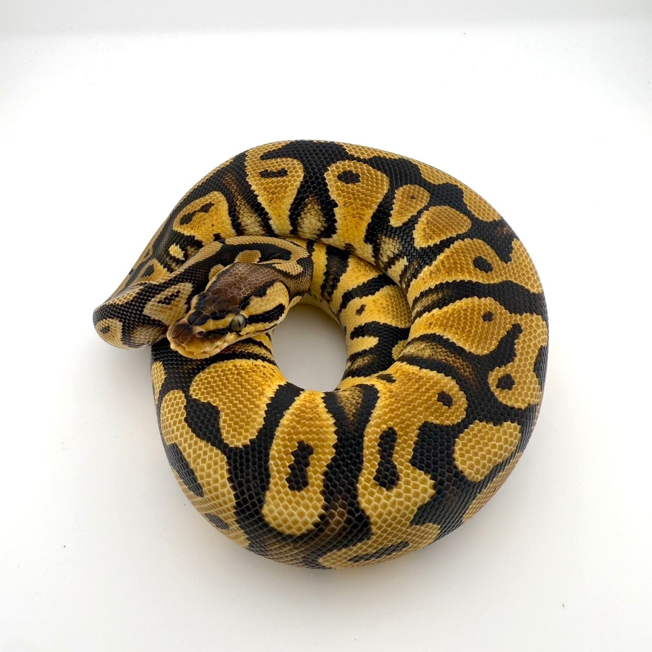 パステルアスファルト/グラベルhetクラウン