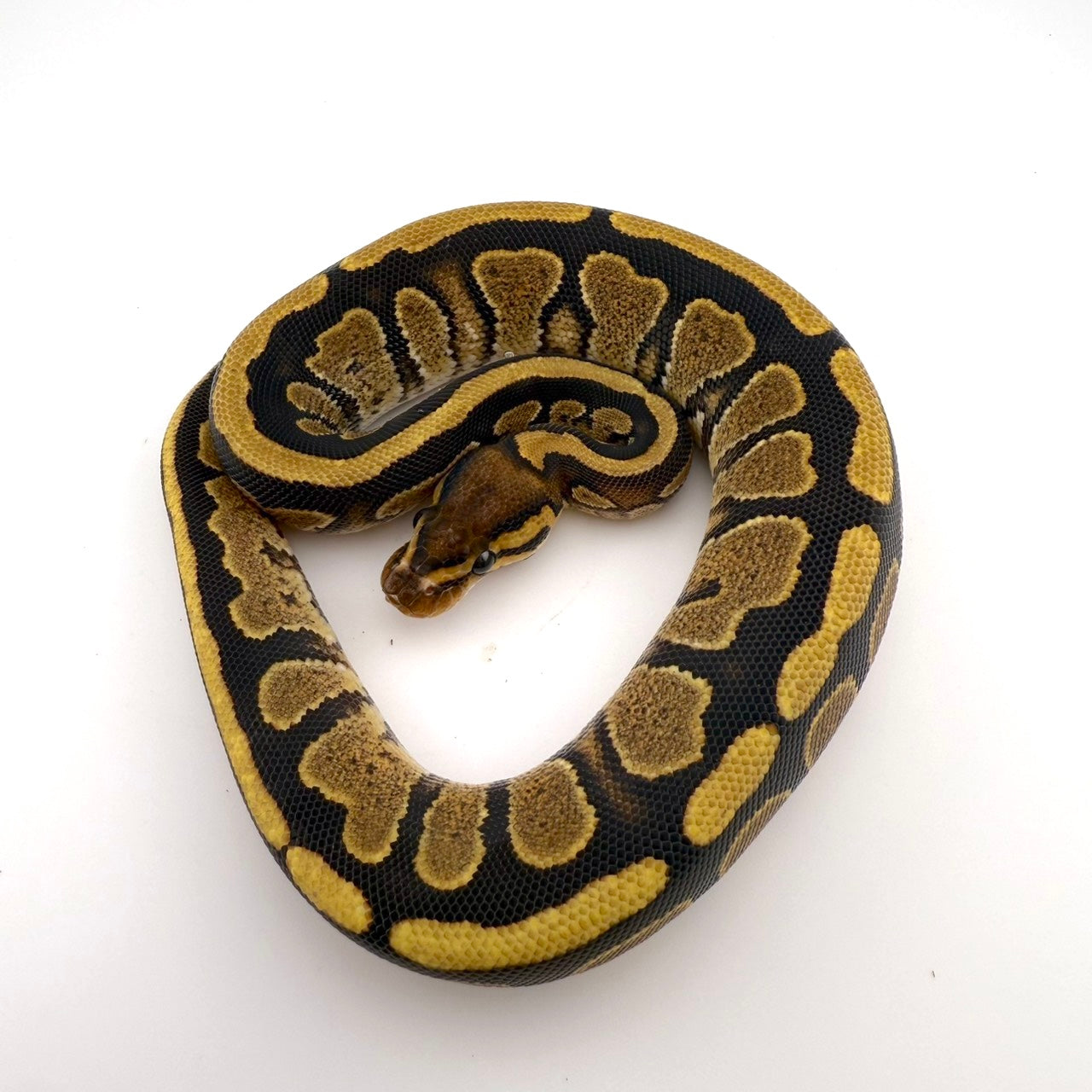 サイプレスhetゴースト