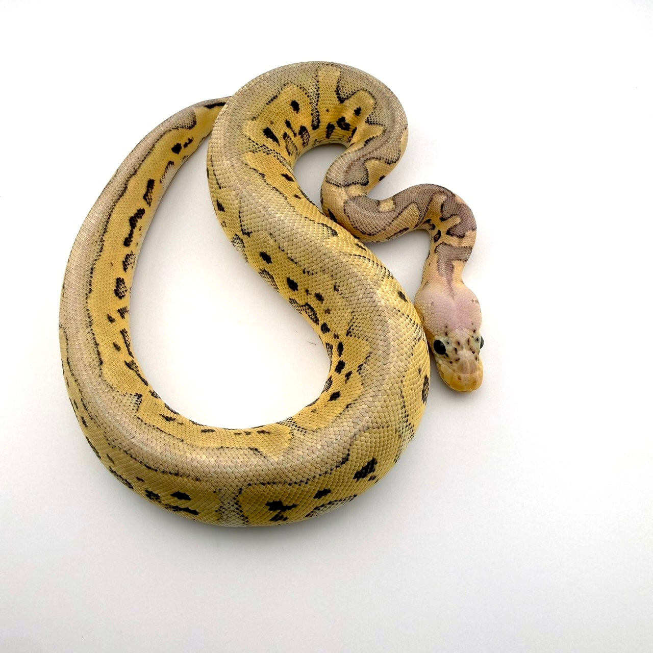 パステルスポットノーズストレンジャークラウン