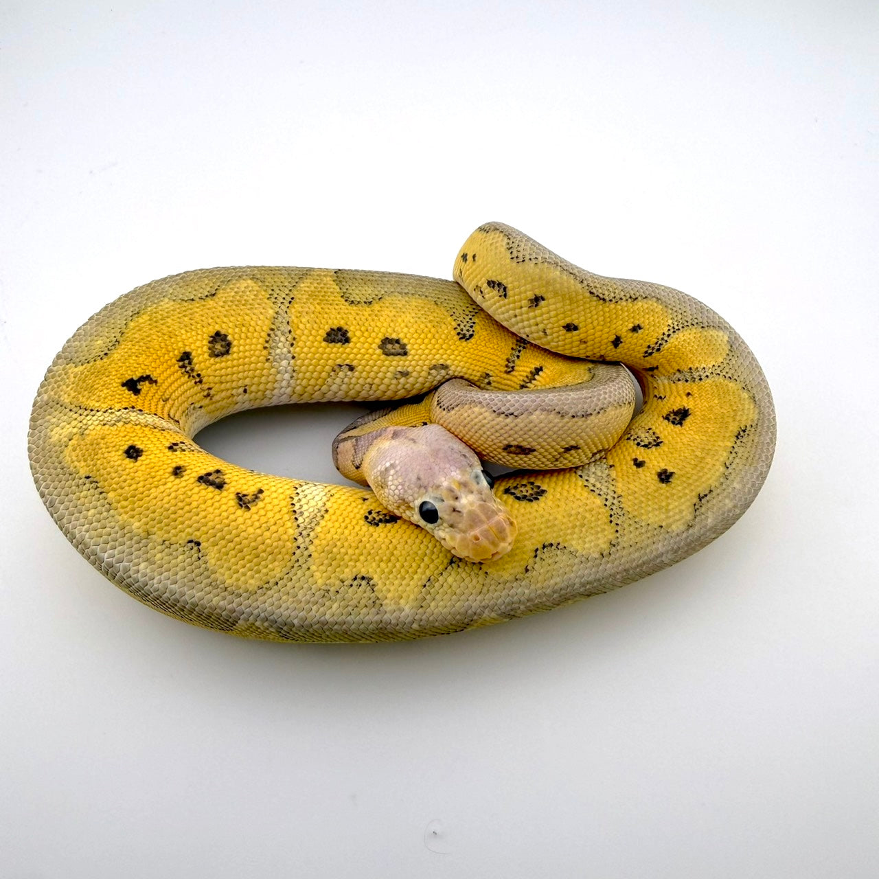 パステルストレンジャーRSクラウン