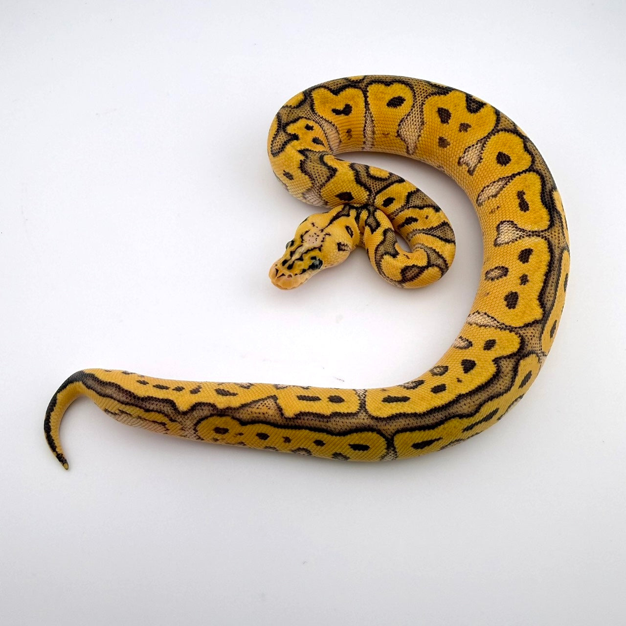 パステルRSSNクラウン