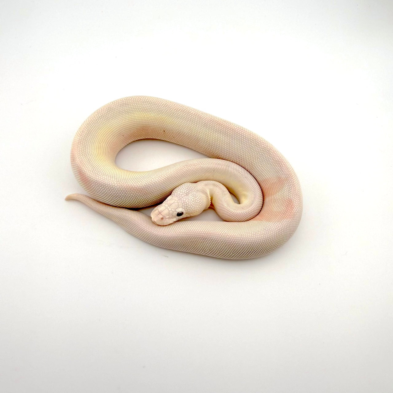 ファイアストレンジャーレッサークラウン