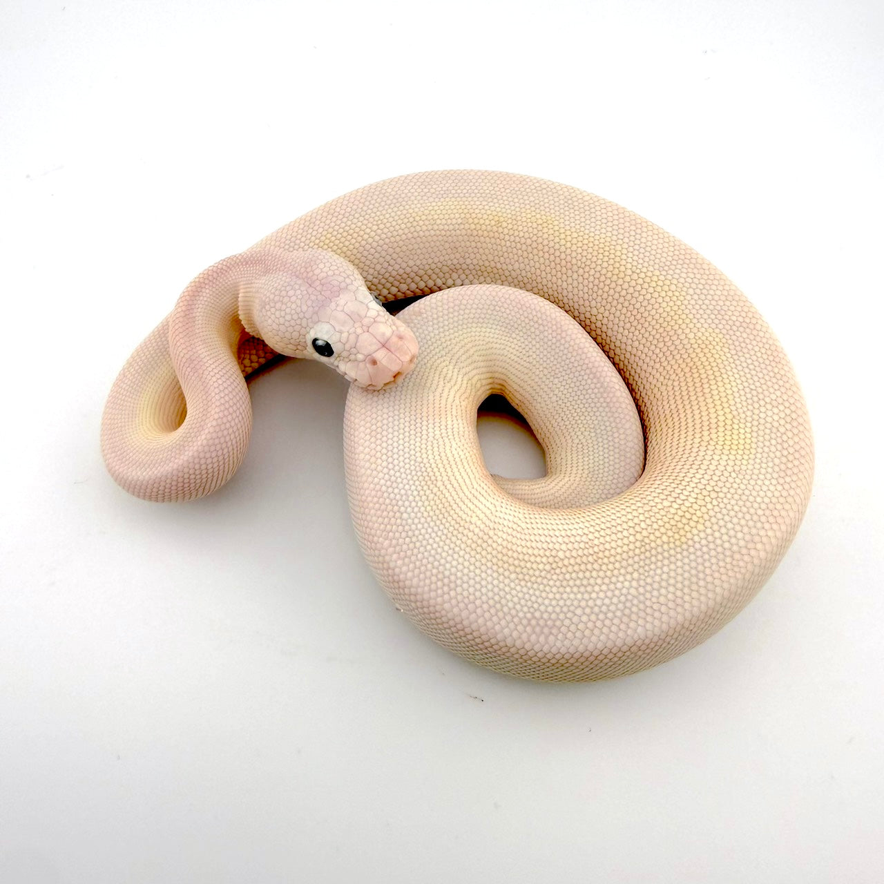 ファイアストレンジャーレッサークラウン