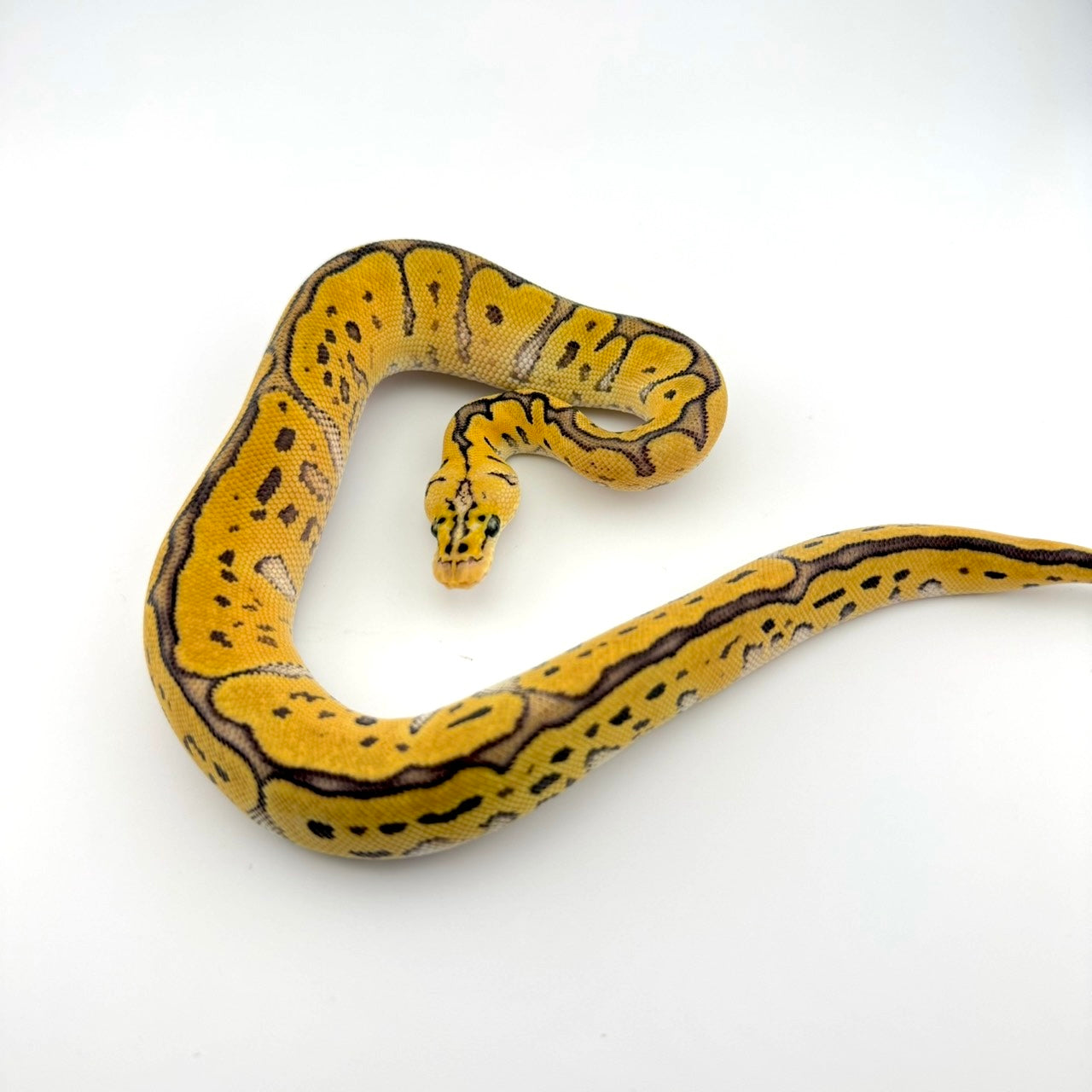 パステルRSクラウンpossストレンジャー